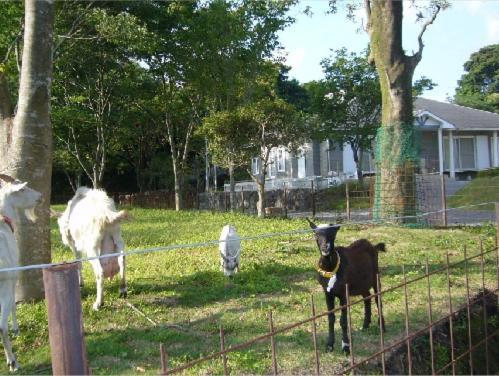 Lilac Hotels And Resort Kanoya Esterno foto